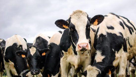 Danish scientists assess economic impact of Salmonella on dairy farms