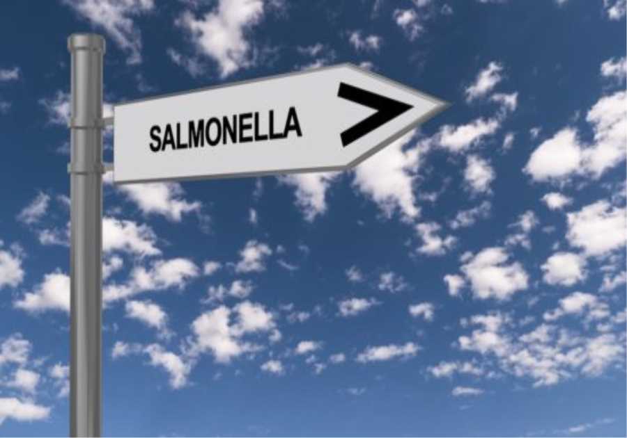 Campylobacter and Salmonella cases rise in England