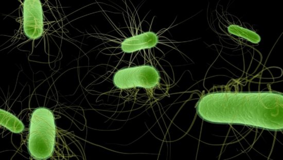 UKHSA reports continued rise in E. coli infections