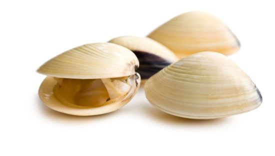Portugal involved in seizure of clams, other enforcement operations