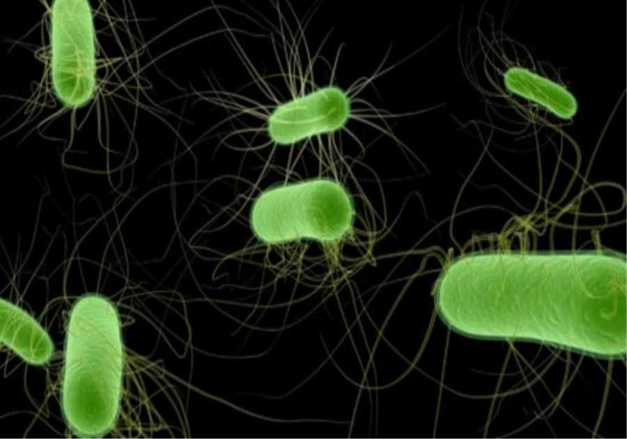 UKHSA reports continued rise in E. coli infections