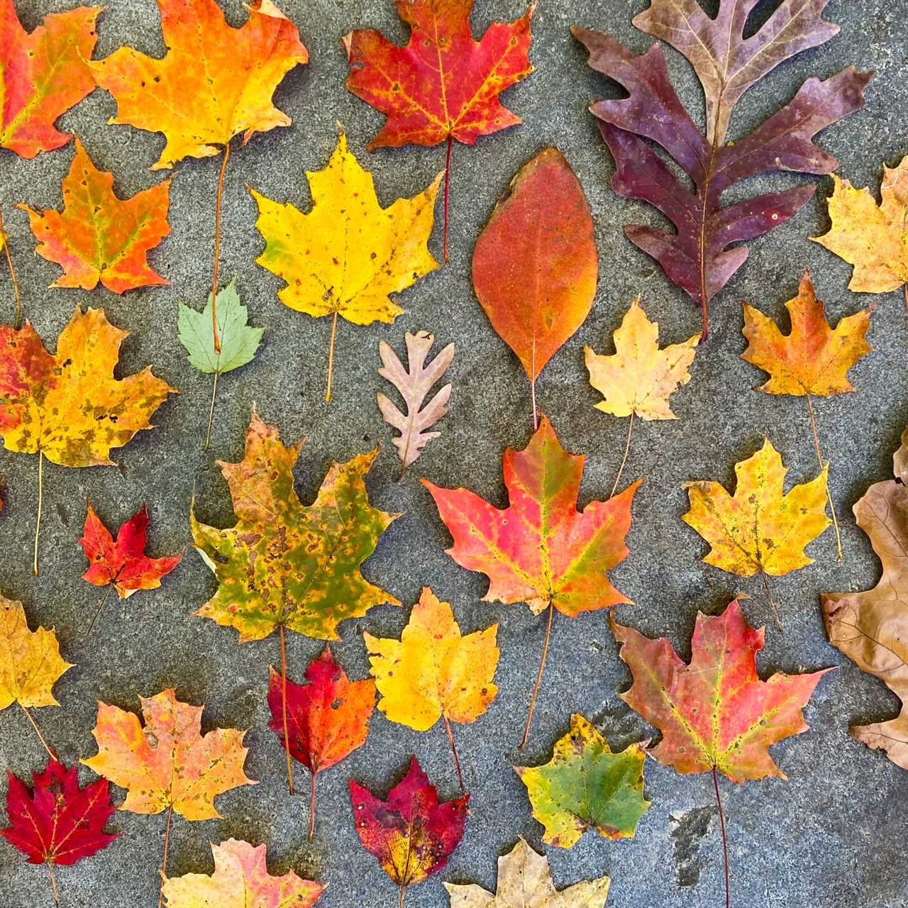 Mark Your Calendars: Our Yearly 40% Off Sale is Sunday, November 2nd!