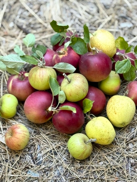 white on rice couple apples