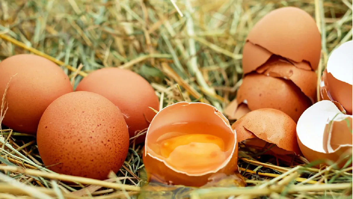 More than 60 sick in California after eating eggs; recall initiated