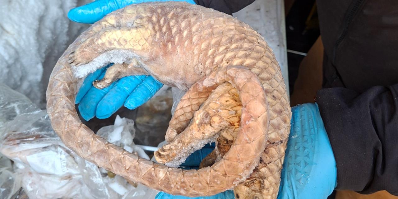 Illegal import operation leads to bushmeat seizure