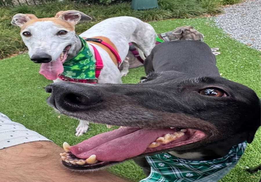 BarkHaven Brings The Luck This March With Weeklong St. Paw-trick’s Pawty And More Can’t Miss Events