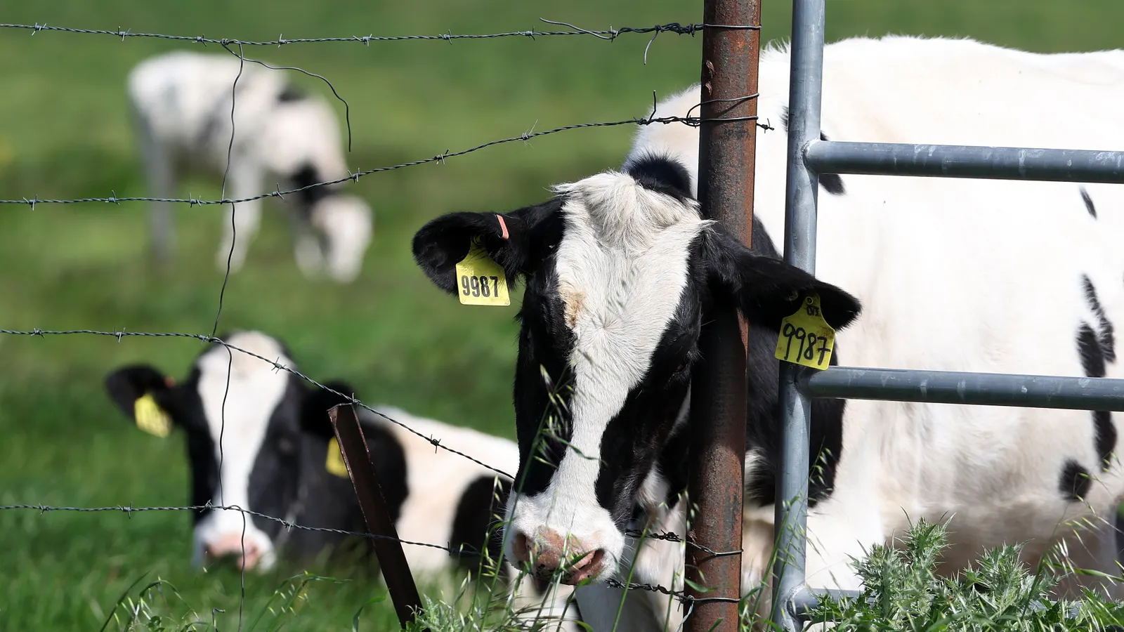 Banks fail to address meat and dairy’s rising methane emissions: report
